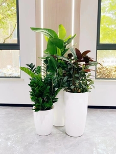 体验宁波慈溪绿植租赁设计,拥抱自然气息